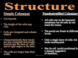 Simple Cuboidal: FunctionProvide a layer of protection from :abrasionforeign particlesinvading bacteriaexcessive water loss to the underlying tissue* Nafly Hussain*