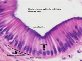 Function and Adaptation* Nafly Hussain*