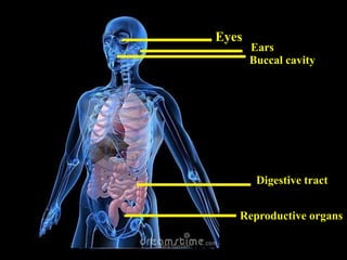 Function and adaptation* Nafly Hussain*