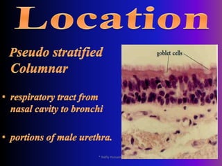 Ovarian surface* Nafly Hussain*