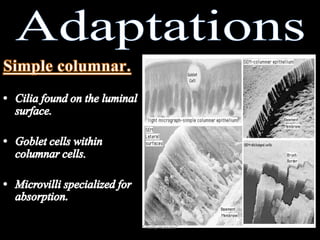 Columnar Epithelia* Nafly Hussain*