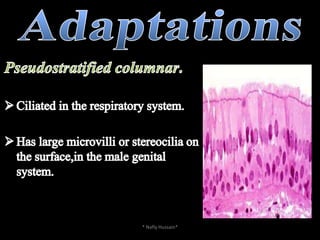 Columnar EpitheliaPseudostratifiedColumnarSimple Columnar* Nafly Hussain*