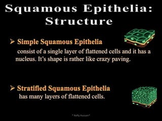 Pseudo Stratified ColumnarSimple Epithelial cellSimple Squamous