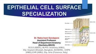 EPITHELIAL CELL SURFACE
SPECIALIZATION
Dr. Rabia Inam Gandapore
Assistant Professor
Head of Department Anatomy
(Dentistry-BKCD)
B.D.S (SBDC), M.Phil. Anatomy (KMU),
Dip. Implant (Sharjah, Bangkok, ACHERS) , CHPE
(KMU),CHR (KMU), Dip. Arts (Florence, Italy)
 
