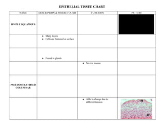 EPITHELIAL TISSUE CHART
     NAME          DESCRIPTION & WHERE FOUND                    FUNCTION          PICTURE



SIMPLE SQUAMOUS                                                                             QuickTimeª and a
                                                                                    TIFF (Uncompressed) decompressor
                                                                                      are needed to see this picture.




                     ♦ Many layers
                     ♦ Cells are flattened at surface




                     ♦ Found in glands
                                                        ♦ Secrete mucus




PSEUDOSTRATIFIED
   COLUMNAR



                                                        ♦ Able to change due to
                                                          different tension
 