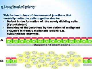 13-Loss of basal cell polarity
This is due to loss of desmosomal junctions that
normally unite the cells together due to:
• Defect in the formation of the newly dividing cells.
(Cytoskeleton)
• Breaking of the junctions by the action of malignant
enzymes in frankly malignant lesions e.g.
hyalurinidaze enzymes.
 