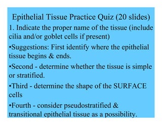 Epithelial Tissue Practice Quiz (20 slides)
1. Indicate the proper name of the tissue (include
cilia and/or goblet cells if present)
•Suggestions: First identify where the epithelial
tissue begins & ends.
•Second - determine whether the tissue is simple
or stratified.
•Third - determine the shape of the SURFACE
cells
•Fourth - consider pseudostratified &
transitional epithelial tissue as a possibility.
 