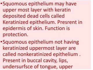 •Squomous epithelium may have
upper most layer with keratin
deposited dead cells called
Keratinized epithelium. Presrent in
epidermis of skin. Function is
protection.
•Squomous epithelium not having
keratinized uppermost layer are
called nonkeratinized epithelium .
Present in buccal cavity, lips,
undersurfsce of tongue, upper
 