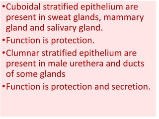 •Cuboidal stratified epithelium are
present in sweat glands, mammary
gland and salivary gland.
•Function is protection.
•Clumnar stratified epithelium are
present in male urethera and ducts
of some glands
•Function is protection and secretion.
 