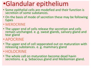 •Glandular epithelium
• Some epithelial cells are modefied and their function is
secretion of some substances.
• On the basis of mode of secretion these may be following
types
• MEROCRINE
• The upper end of cells release the secretion and cells
remain unchanged. e. g. sweat glands, salivary gland and
tear gland
• APOCRINE
• The upper end of cell sepperated out on maturation with
releasing substances. e. g. mammary gland
• HOLOCRINE
• The whole cell on maturation become dead havin
secretions. e. g. Sebacious gland and Meibomian gland.
 