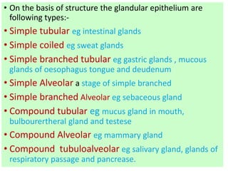 • On the basis of structure the glandular epithelium are
following types:-
• Simple tubular eg intestinal glands
• Simple coiled eg sweat glands
• Simple branched tubular eg gastric glands , mucous
glands of oesophagus tongue and deudenum
• Simple Alveolar a stage of simple branched
• Simple branched Alveolar eg sebaceous gland
• Compound tubular eg mucus gland in mouth,
bulbourertheral gland and testese
• Compound Alveolar eg mammary gland
• Compound tubuloalveolar eg salivary gland, glands of
respiratory passage and pancrease.
 