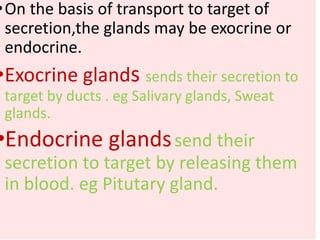 •On the basis of transport to target of
secretion,the glands may be exocrine or
endocrine.
•Exocrine glands sends their secretion to
target by ducts . eg Salivary glands, Sweat
glands.
•Endocrine glandssend their
secretion to target by releasing them
in blood. eg Pitutary gland.
 