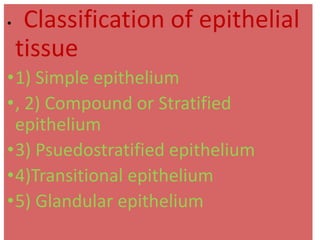 • Classification of epithelial
tissue
•1) Simple epithelium
•, 2) Compound or Stratified
epithelium
•3) Psuedostratified epithelium
•4)Transitional epithelium
•5) Glandular epithelium
 