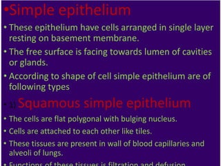 •Simple epithelium
• These epithelium have cells arranged in single layer
resting on basement membrane.
• The free surface is facing towards lumen of cavities
or glands.
• According to shape of cell simple epithelium are of
following types
• 1) Squamous simple epithelium
• The cells are flat polygonal with bulging nucleus.
• Cells are attached to each other like tiles.
• These tissues are present in wall of blood capillaries and
alveoli of lungs.
 