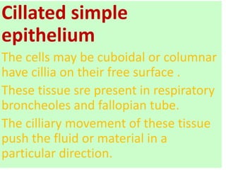 Cillated simple
epithelium
The cells may be cuboidal or columnar
have cillia on their free surface .
These tissue sre present in respiratory
broncheoles and fallopian tube.
The cilliary movement of these tissue
push the fluid or material in a
particular direction.
 