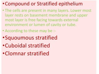•Compound or Stratified epithelium
• The cells are present in many layers. Lower most
layer rests on basement membrane and upper
most layer is free facing towards external
environment or lumen of cavity or tube.
• According to these may be :-
•Squoumous stratified
•Cuboidal stratified
•Clomnar stratified
 
