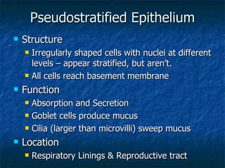 Pseudostratified Epithelium Structure Irregularly shaped cells with nuclei at different levels – appear stratified, but aren’t. All cells reach basement membrane Function Absorption and Secretion Goblet cells produce mucus Cilia (larger than microvilli) sweep mucus  Location Respiratory Linings & Reproductive tract 