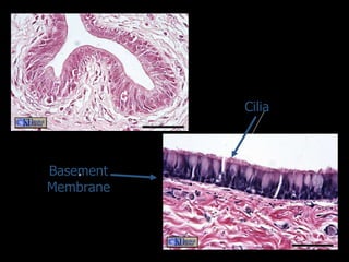 Cilia Basement Membrane 