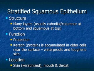 Stratified Squamous Epithelium Structure Many layers (usually cubodial/columnar at bottom and squamous at top) Function Protection Keratin (protein) is accumulated in older cells near the surface – waterproofs and toughens skin. Location Skin (keratinized), mouth & throat 