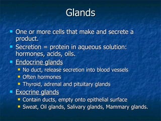 Glands One or more cells that make and secrete a product. Secretion = protein in aqueous solution: hormones, acids, oils. Endocrine glands No duct, release secretion into blood vessels  Often hormones Thyroid, adrenal and pituitary glands Exocrine glands Contain ducts, empty onto epithelial surface Sweat, Oil glands, Salivary glands, Mammary glands. 