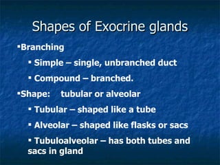 Shapes of Exocrine glands Branching Simple – single, unbranched duct Compound – branched. Shape: tubular or alveolar Tubular – shaped like a tube Alveolar – shaped like flasks or sacs Tubuloalveolar – has both tubes and sacs in gland 