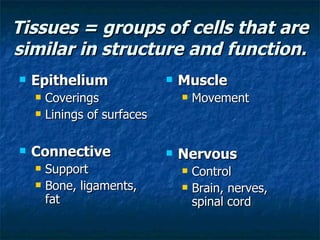 Tissues = groups of cells that are similar in structure and function. Epithelium Coverings Linings of surfaces Connective Support Bone, ligaments, fat Muscle Movement Nervous Control Brain, nerves, spinal cord 
