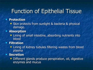 Function of Epithelial Tissue Protection  Skin protects from sunlight & bacteria & physical damage. Absorption Lining of small intestine, absorbing nutrients into blood Filtration Lining of Kidney tubules filtering wastes from blood plasma Secretion Different glands produce perspiration, oil, digestive enzymes and mucus 