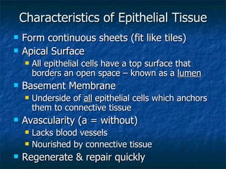 Characteristics of Epithelial Tissue Form continuous sheets (fit like tiles) Apical Surface All epithelial cells have a top surface that borders an open space – known as a  lumen Basement Membrane  Underside of  all  epithelial cells which anchors them to connective tissue Avascularity (a = without) Lacks blood vessels Nourished by connective tissue Regenerate & repair quickly 
