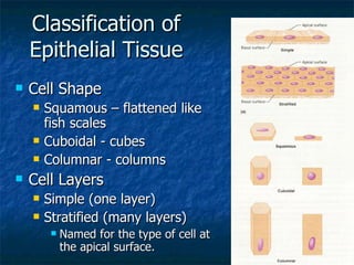 Classification of Epithelial Tissue Cell Shape Squamous – flattened like fish scales Cuboidal - cubes Columnar - columns Cell Layers Simple (one layer) Stratified (many layers) Named for the type of cell at the apical surface. 