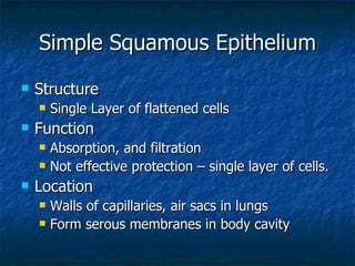Simple Squamous Epithelium Structure Single Layer of flattened cells Function Absorption, and filtration Not effective protection – single layer of cells. Location Walls of capillaries, air sacs in lungs Form serous membranes in body cavity 