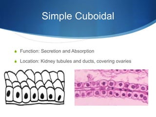 FAMF module 2: epithelial tissue | PPTX