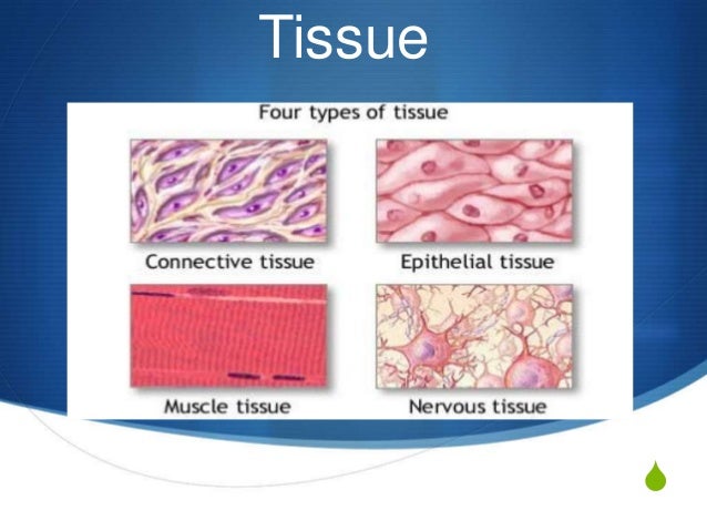 epithelial tissue slides