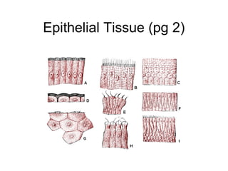 Epithelial Tissue (pg 2)
 