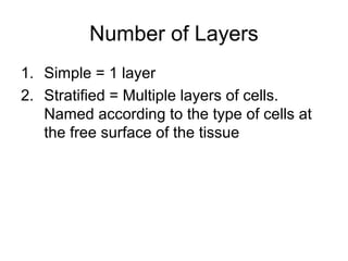 Epithelial tissue | PPT