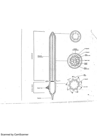 Scanned by CamScanner 
 