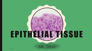 EPITHELIAL TISSUE
DR. DEVI5/28/2019 1
 