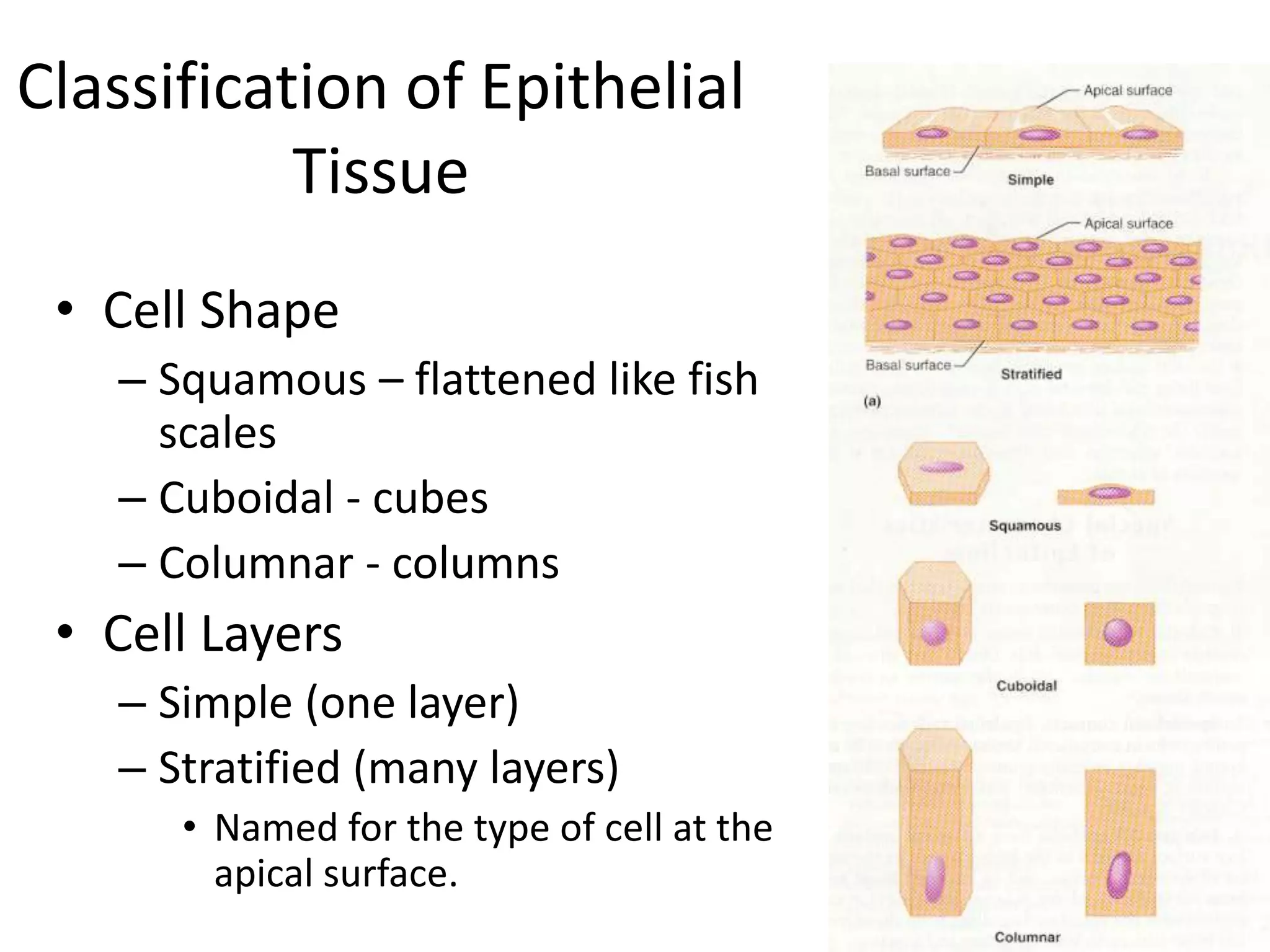 Classification of Epithelial
Tissue
• Cell Shape
– Squamous – flattened like fish
scales
– Cuboidal - cubes
– Columnar - columns
• Cell Layers
– Simple (one layer)
– Stratified (many layers)
• Named for the type of cell at the
apical surface.
 