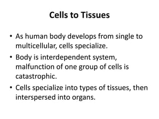 Cells to Tissues
• As human body develops from single to
multicellular, cells specialize.
• Body is interdependent system,
malfunction of one group of cells is
catastrophic.
• Cells specialize into types of tissues, then
interspersed into organs.
 