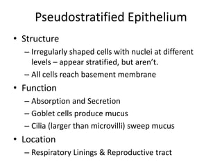 Pseudostratified Epithelium
• Structure
– Irregularly shaped cells with nuclei at different
levels – appear stratified, but aren’t.
– All cells reach basement membrane
• Function
– Absorption and Secretion
– Goblet cells produce mucus
– Cilia (larger than microvilli) sweep mucus
• Location
– Respiratory Linings & Reproductive tract
 