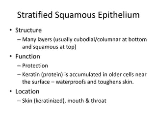 Stratified Squamous Epithelium
• Structure
– Many layers (usually cubodial/columnar at bottom
and squamous at top)
• Function
– Protection
– Keratin (protein) is accumulated in older cells near
the surface – waterproofs and toughens skin.
• Location
– Skin (keratinized), mouth & throat
 