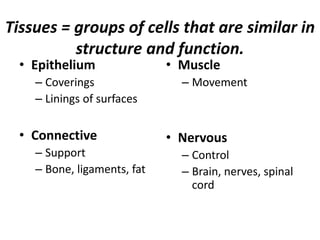 Tissues = groups of cells that are similar in
structure and function.
• Epithelium
– Coverings
– Linings of surfaces
• Connective
– Support
– Bone, ligaments, fat
• Muscle
– Movement
• Nervous
– Control
– Brain, nerves, spinal
cord
 