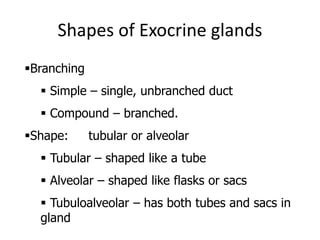Shapes of Exocrine glands
Branching
 Simple – single, unbranched duct
 Compound – branched.
Shape: tubular or alveolar
 Tubular – shaped like a tube
 Alveolar – shaped like flasks or sacs
 Tubuloalveolar – has both tubes and sacs in
gland
 