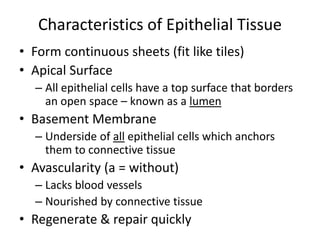 Characteristics of Epithelial Tissue
• Form continuous sheets (fit like tiles)
• Apical Surface
– All epithelial cells have a top surface that borders
an open space – known as a lumen
• Basement Membrane
– Underside of all epithelial cells which anchors
them to connective tissue
• Avascularity (a = without)
– Lacks blood vessels
– Nourished by connective tissue
• Regenerate & repair quickly
 