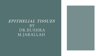 EPITHELIAL TISSUES
BY
DR.BUSHRA
M.JARALLAH
 