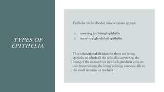 TYPES OF
EPITHELIA
Epithelia can be divided into two main groups:
1. covering (or lining) epithelia
2. secretory(glandular) epithelia.
This is functional division for there are lining
epithelia in which all the cells also secrete (eg, the
lining of the stomach) or in which glandular cells are
distributed among the lining cells (eg, mucous cells in
the small intestine or trachea).
 