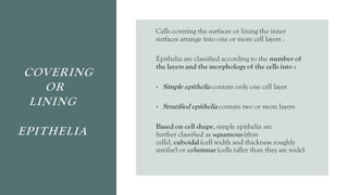 COVERING
OR
LINING
EPITHELIA
Cells covering the surfaces or lining the inner
surfaces arrange into one or more cell layers .
Epithelia are classified according to the number of
the layers and the morphology of the cells into :
• Simple epithelia contain only one cell layer
• Stratified epithelia contain two or more layers
Based on cell shape, simple epithelia are
further classified as squamous(thin
cells), cuboidal (cell width and thickness roughly
similar) or columnar (cells taller than they are wide).
 