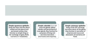 Simple squamous epithelia :
lining the heart and the blood
vessels and the pleural and
peritoneal cavities, they
function as simple lining or
for exchange of gases, fluids,
nutrients or metabolites.
Simple cuboidal: ducts of
exocrine glands, kidney
tubules and parenchyma of
most glands, they function for
purposes of lining and
secretory functions
(hormones and enzymes).
Simple columnar epithelia:
lining of the GIT and large
excretoryducts of the glands,
they function in secretion of
enzymes and mucus and
absorption of nutrients and
fluids.
 