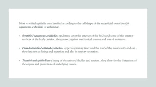 Most stratified epithelia are classified according to the cell shape of the superficial outer layer(s):
squamous, cuboidal, or columnar.
• Stratified squamous epithelia : epidermis cover the exterior of the body and some of the interior
surfaces of the body cavities , they protect against mechanical trauma and loss of moisture .
• Pseudostratified ciliated epithelia : upper respiratory tract and the roof of the nasal cavity and ear ,
they function as lining and secretion and also in sensory secretion .
• Transitional epithelium : lining of the urinary bladder and ureters , they allow for the distention of
the organs and protection of underlying tissues.
 