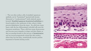 • The very thin surface cells of stratified squamous
epithelia can be “keratinized” (packed with keratin
filaments) or “nonkeratinized” (with relatively sparse
keratin). Stratified squamous keratinized epithelium is
found mainly in the epidermis of skin, where it helps
prevent dehydration from the tissue . Its cells form many
layers, with the less differentiated cuboidal cells near the
basement membrane. These cells have many desmosomes
and become more irregular in shape and then flatten as
they accumulate keratin in the process of keratinization
and are moved progressively toward the skin surface,
where they become thin, metabolically inactive packets
(squames) of keratin lacking nuclei.
 