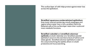 This surface layer of cells helps protect against water loss
across this epithelium.
Stratified squamous nonkeratinized epithelium
lines moist internal cavities (eg, mouth,esophagus,and
vagina) where water loss is not a problem.Here the
flattened cells of the surface layer retain their nuclei and
most metabolic functions.
Stratified cuboidal and stratified columnar
epithelia are both relatively rare.Stratified cuboidal
epithelium occurs in the excretory ducts of salivary and
sweat glands . Stratified columnar epithelium is seen in
the conjunctiva lining the eyelids,where it is both
protective and mucus secreting.
 